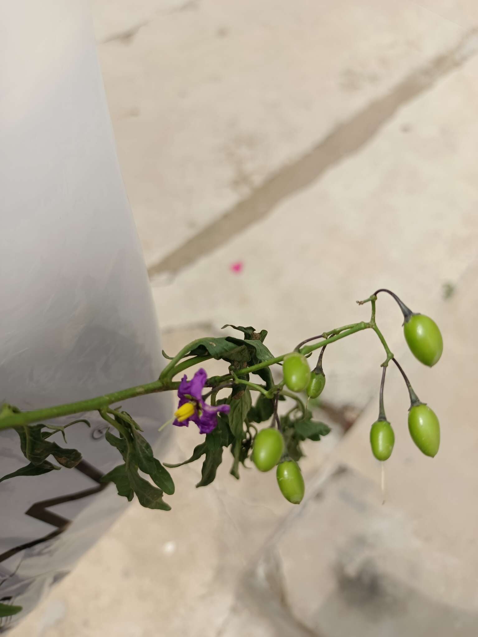 Image of Solanum septemlobum Bunge