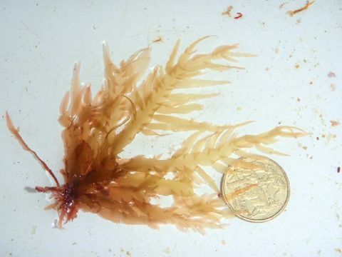 Image of Sarcomeniaceae
