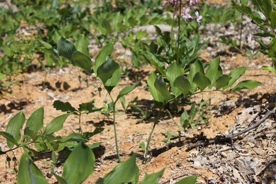 Image of Polygonatum glaberrimum K. Koch