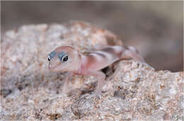 Image of Genetzter Krallengecko