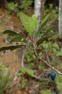 Image of Elaeocarpus ovigerus Brongn. & Gris