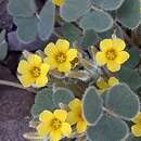 Image of Oxalis cotagaitensis Knuth