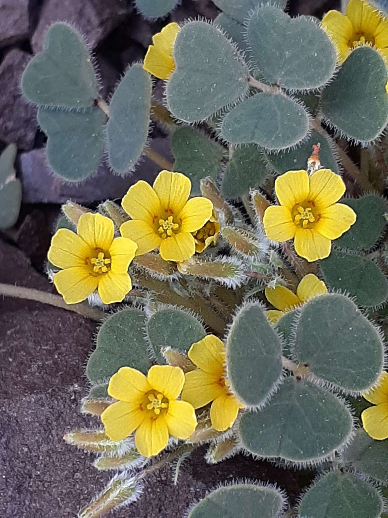 Image of Oxalis cotagaitensis Knuth