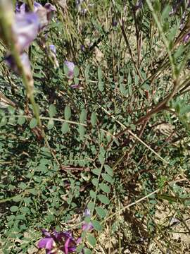 Plancia ëd Hedysarum boveanum subsp. europaeum Guitt. & Kerguelen