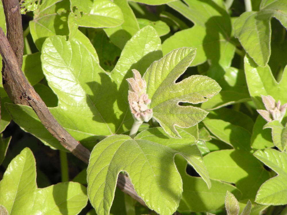 Image of Cochlospermum planchonii Hook. fil. ex Planch.