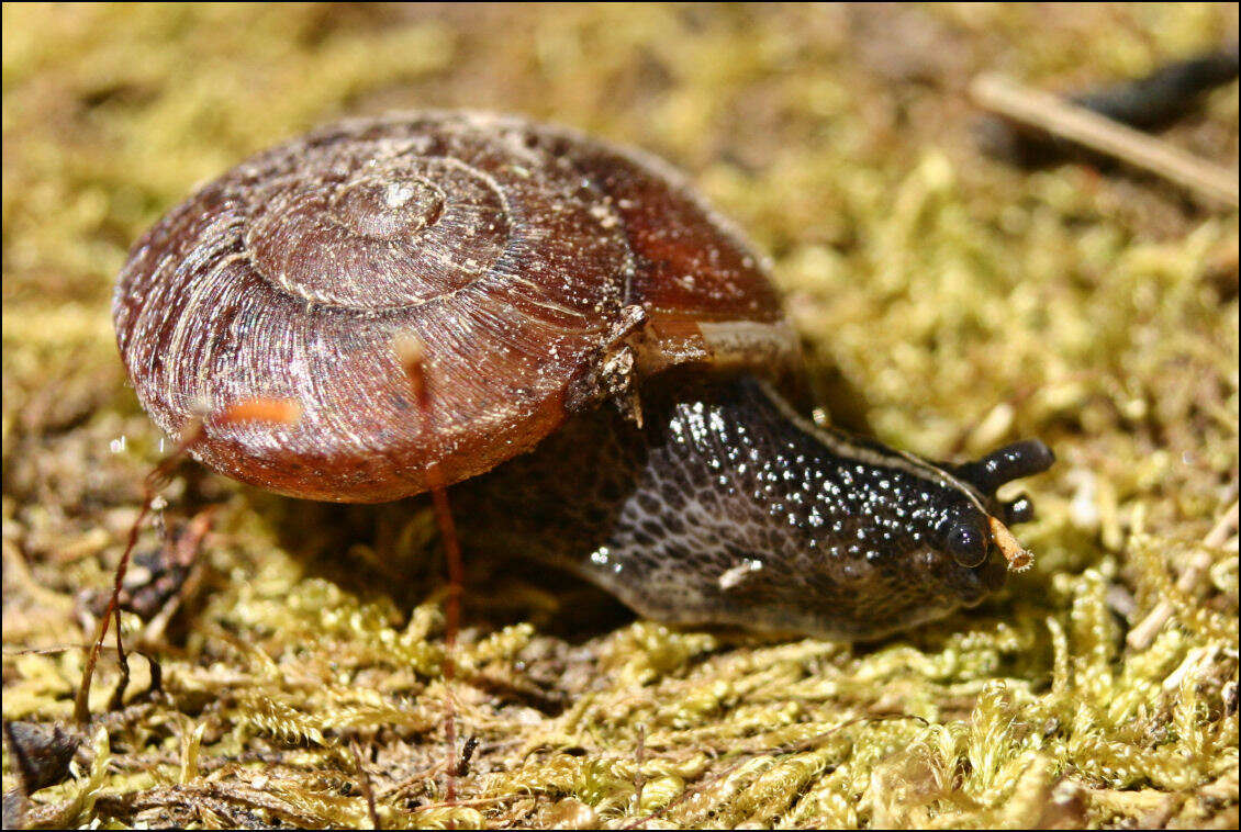 Image of Tasmaphena lamproides (Cox 1868)