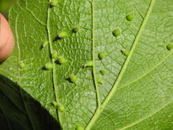 Image of <i>Celticecis acuminata</i>