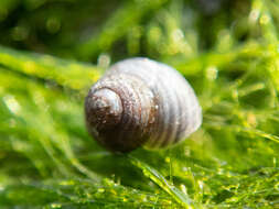 Image of Lirularia succincta (Carpenter 1864)