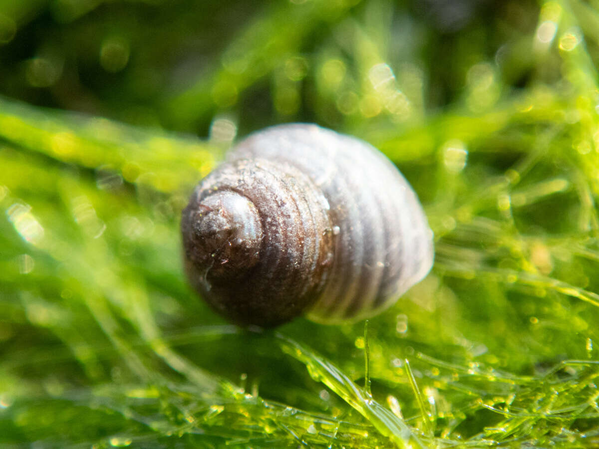 Image of Lirularia succincta (Carpenter 1864)