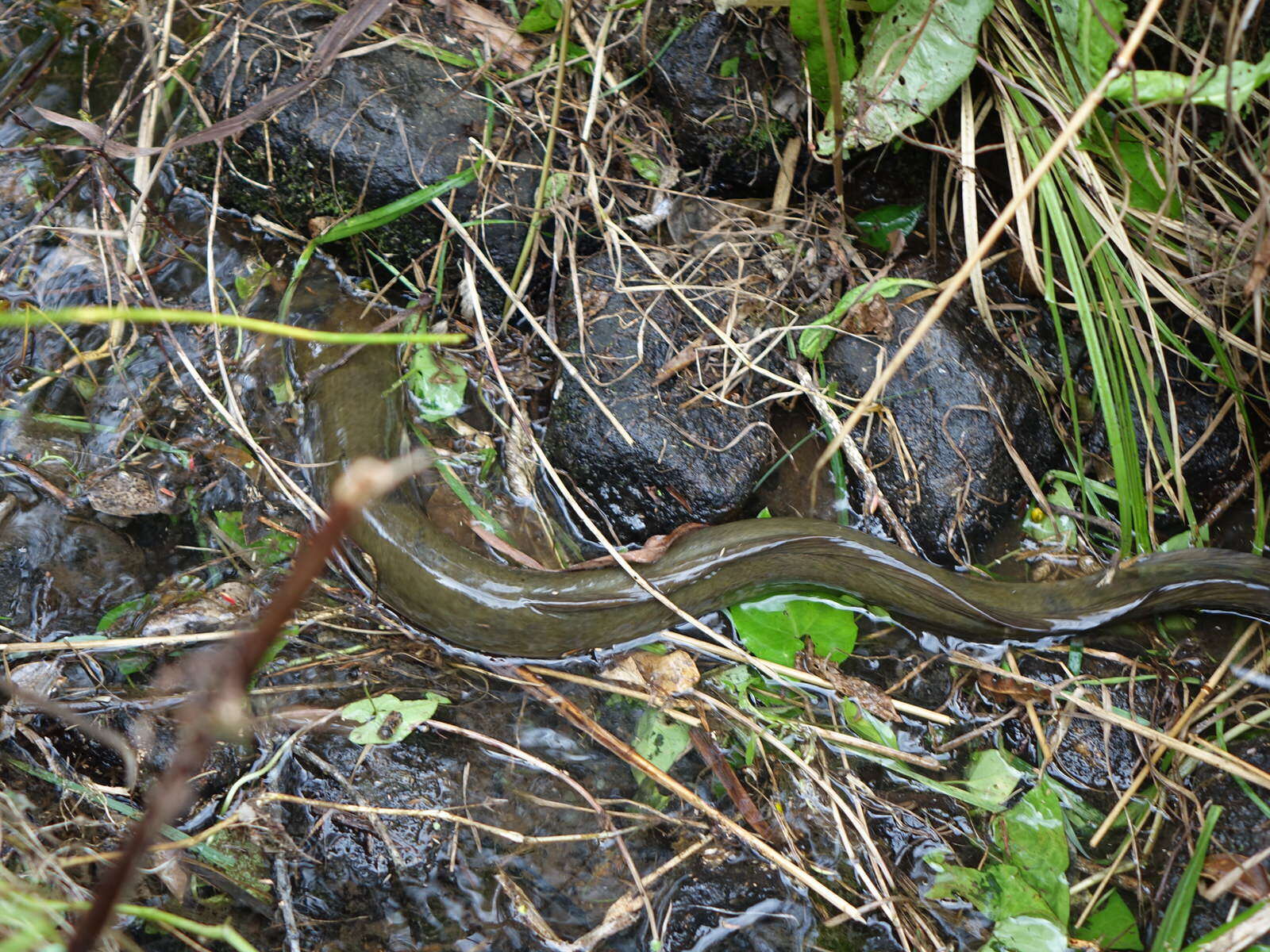 Image of Longfin eel