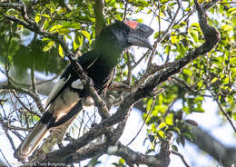 Image of Black-and-white Casqued Hornbill