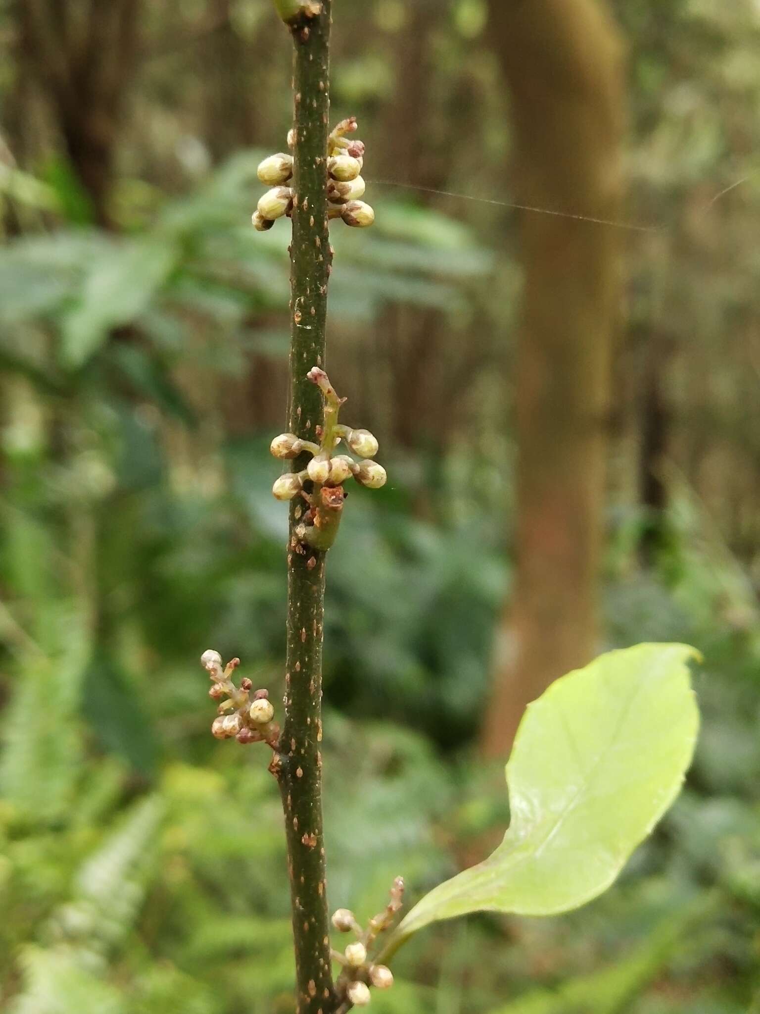 Image of Maesa japonica (Thunb.) Moritzi & Zoll.