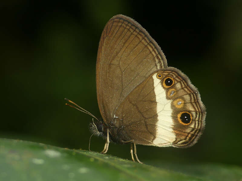 Image of Splendeuptychia ashna Hewitson 1869