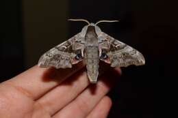 Image of One-eyed Sphinx, Eyed Hawk-moth