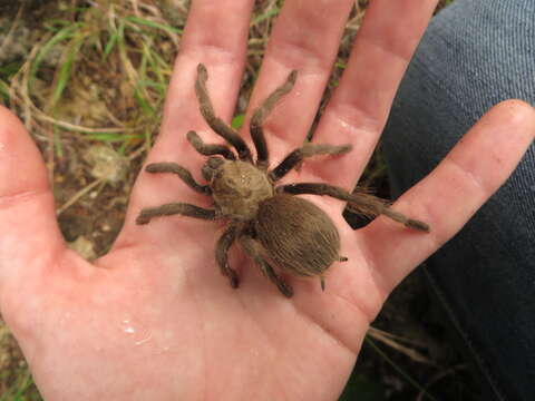 Image of Texas Brown Tarantula