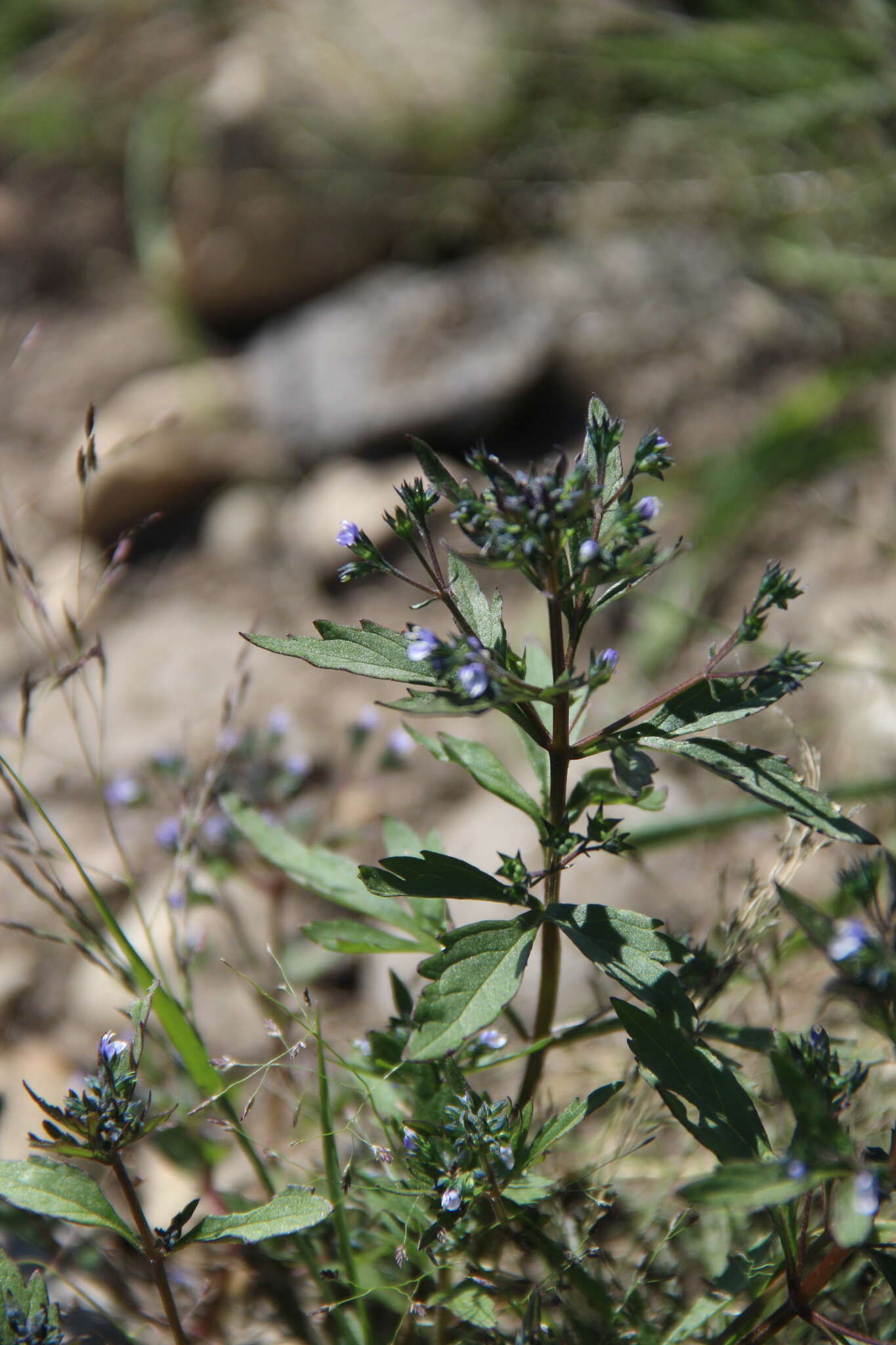 Image of Amethystea caerulea L.