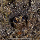 Image of Black-marble jawfish