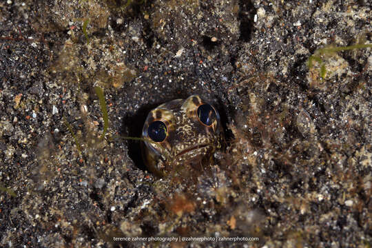 Image of Black-marble jawfish