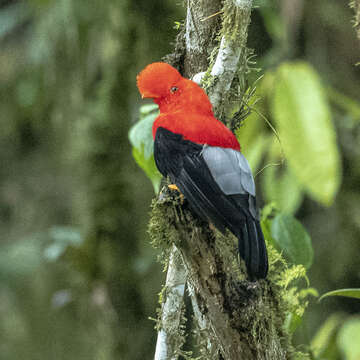 Rupicola peruvianus sanguinolentus Gould 1859 resmi