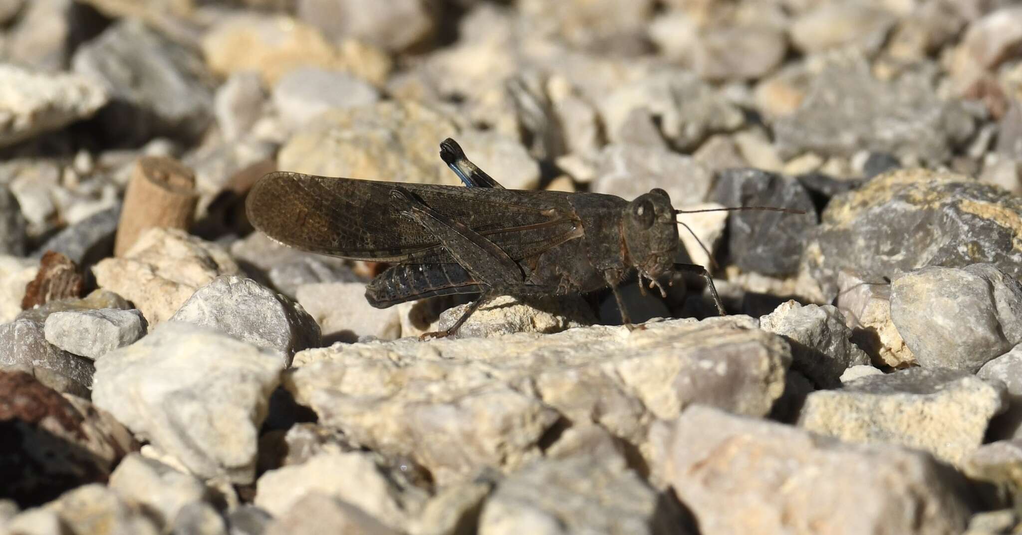 Image of Circotettix crotalum Rehn & J. A. G. 1921