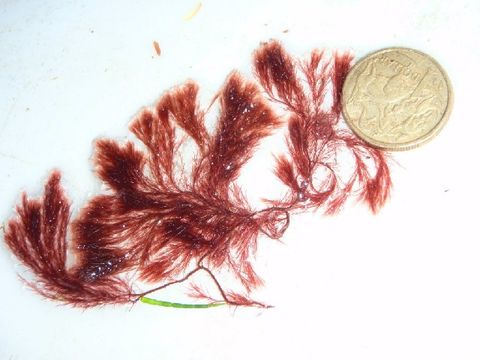 Image of Rhodothamniellaceae