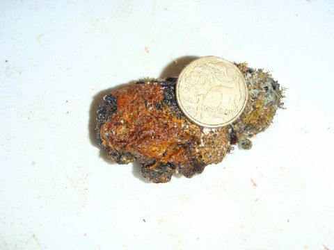 Image of Hildenbrandia