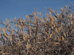 Sivun Vachellia hebeclada subsp. hebeclada kuva