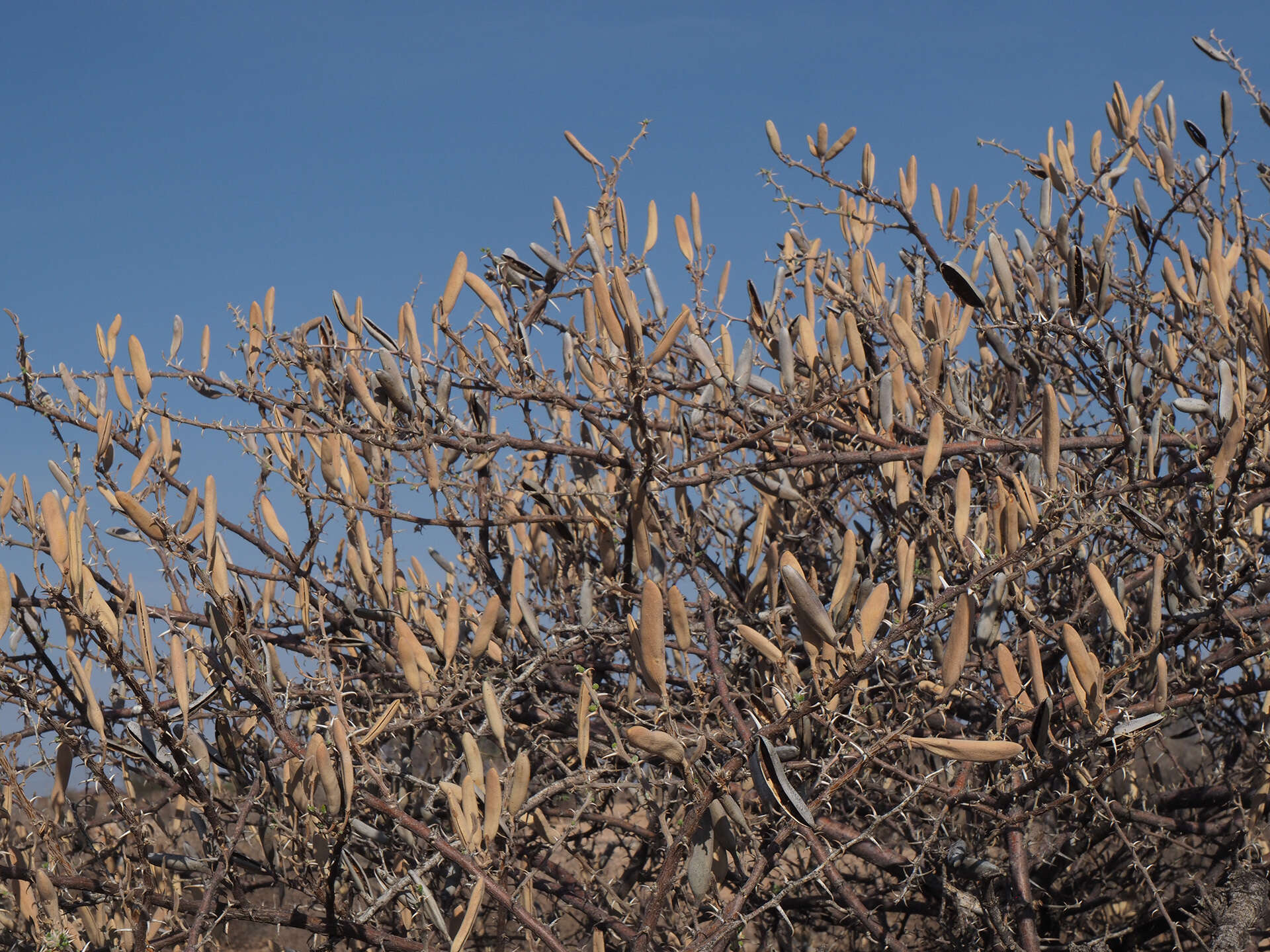 Sivun Vachellia hebeclada subsp. hebeclada kuva