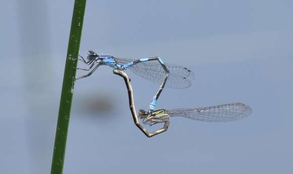 Image of Little Bluet