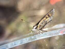 Image de Lycaena boldenarum White 1862