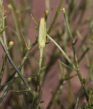 Image of skeletonweed