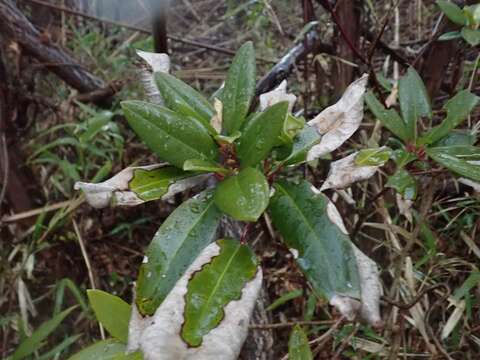 Daphniphyllum teijsmannii Zoll. ex Kurz resmi