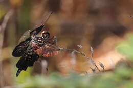 Image of Rhyothemis braganza Karsch 1890