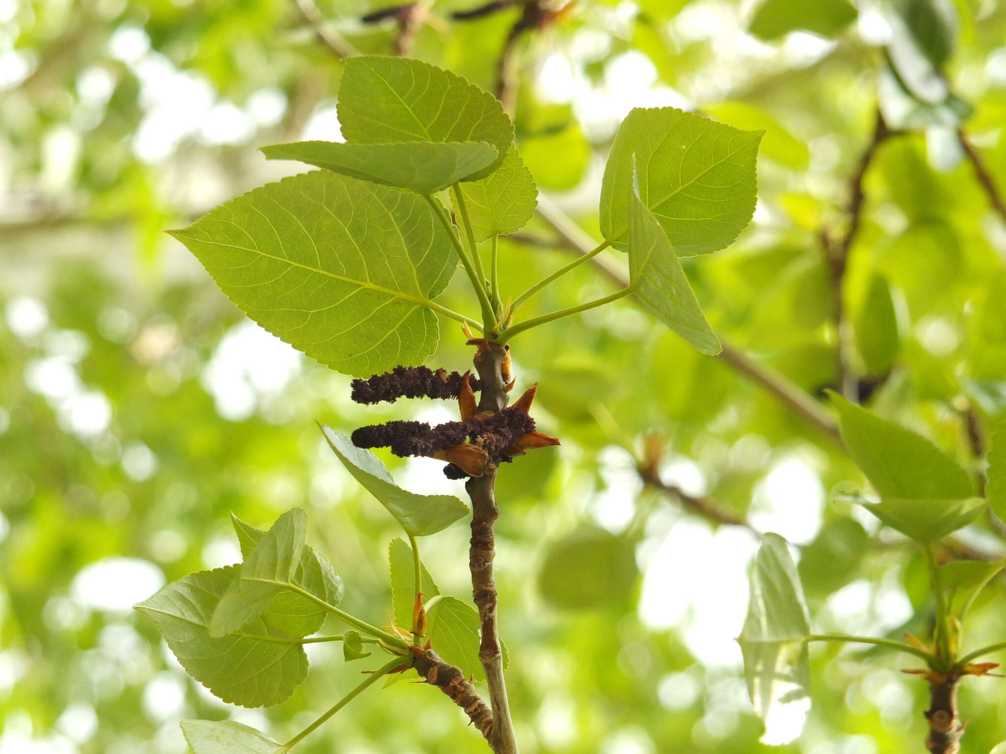 Image of Populus ciliata Wall. ex Royle