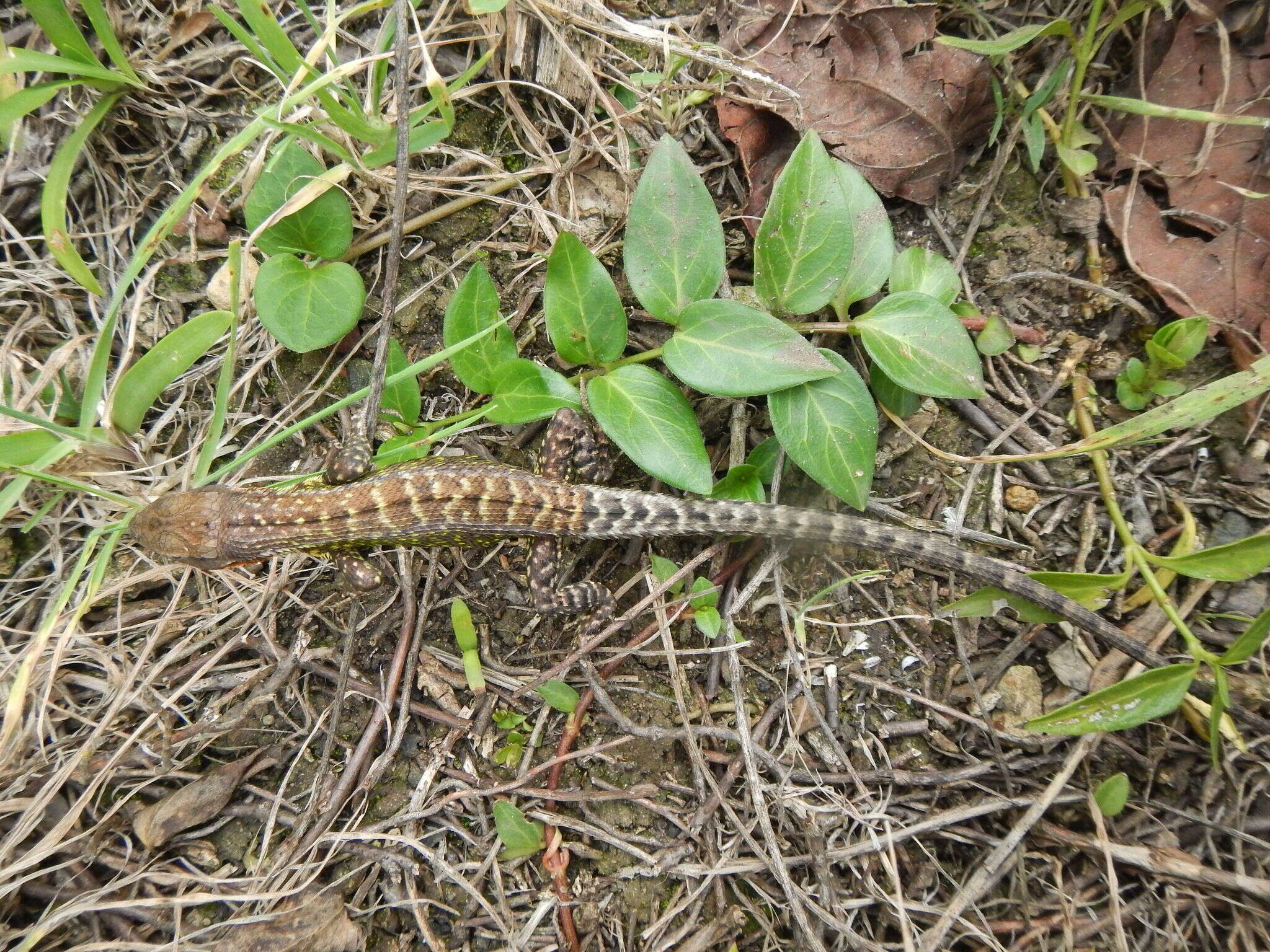 Image of Duméril's Whorltail Iguana