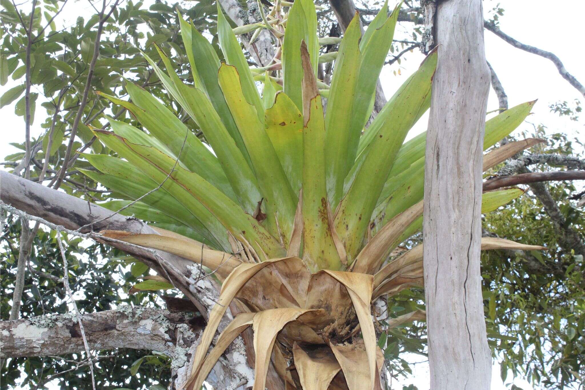 Image of Tillandsia fendleri Griseb.