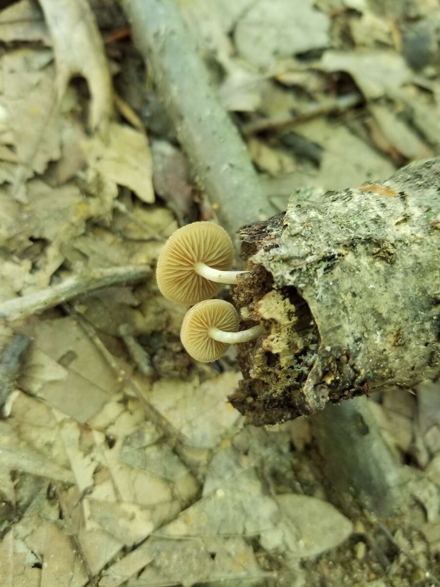 Image of Simocybe serrulata (Murrill) Singer 1962