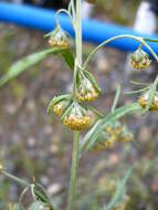 Image de Artemisia sieversiana Ehrh. ex Willd.