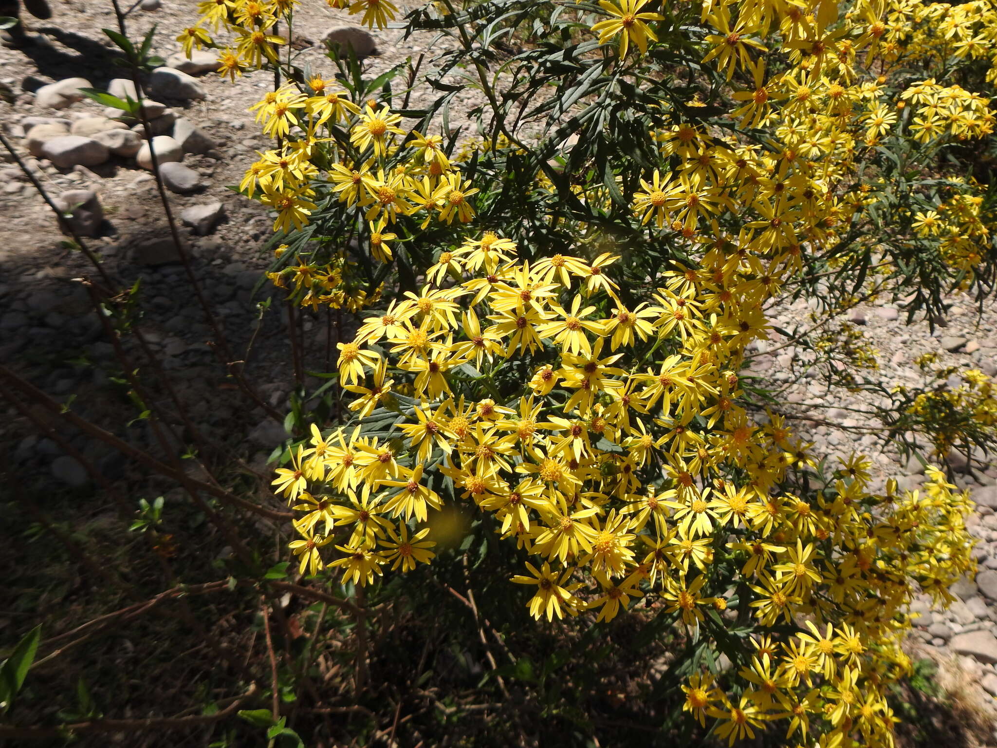 Sivun Senecio rudbeckiifolius Meyen & Walp. kuva