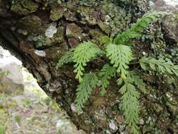 Image of Asplenium theciferum (Kunth) Mett.