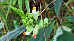 Image de Caamembeca salicifolia (Poir.) J. F. B. Pastore