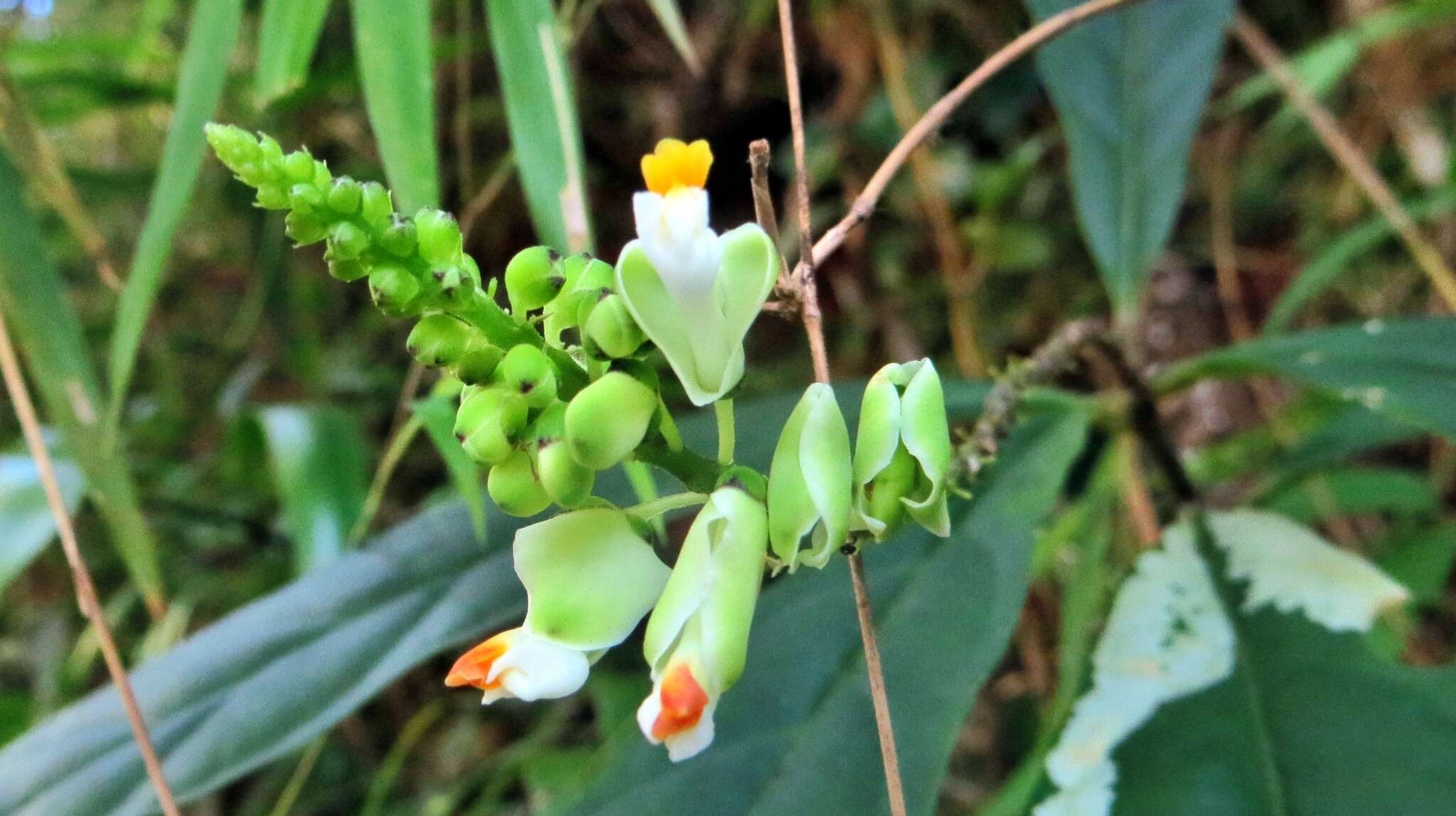 Caamembeca salicifolia (Poir.) J. F. B. Pastore的圖片