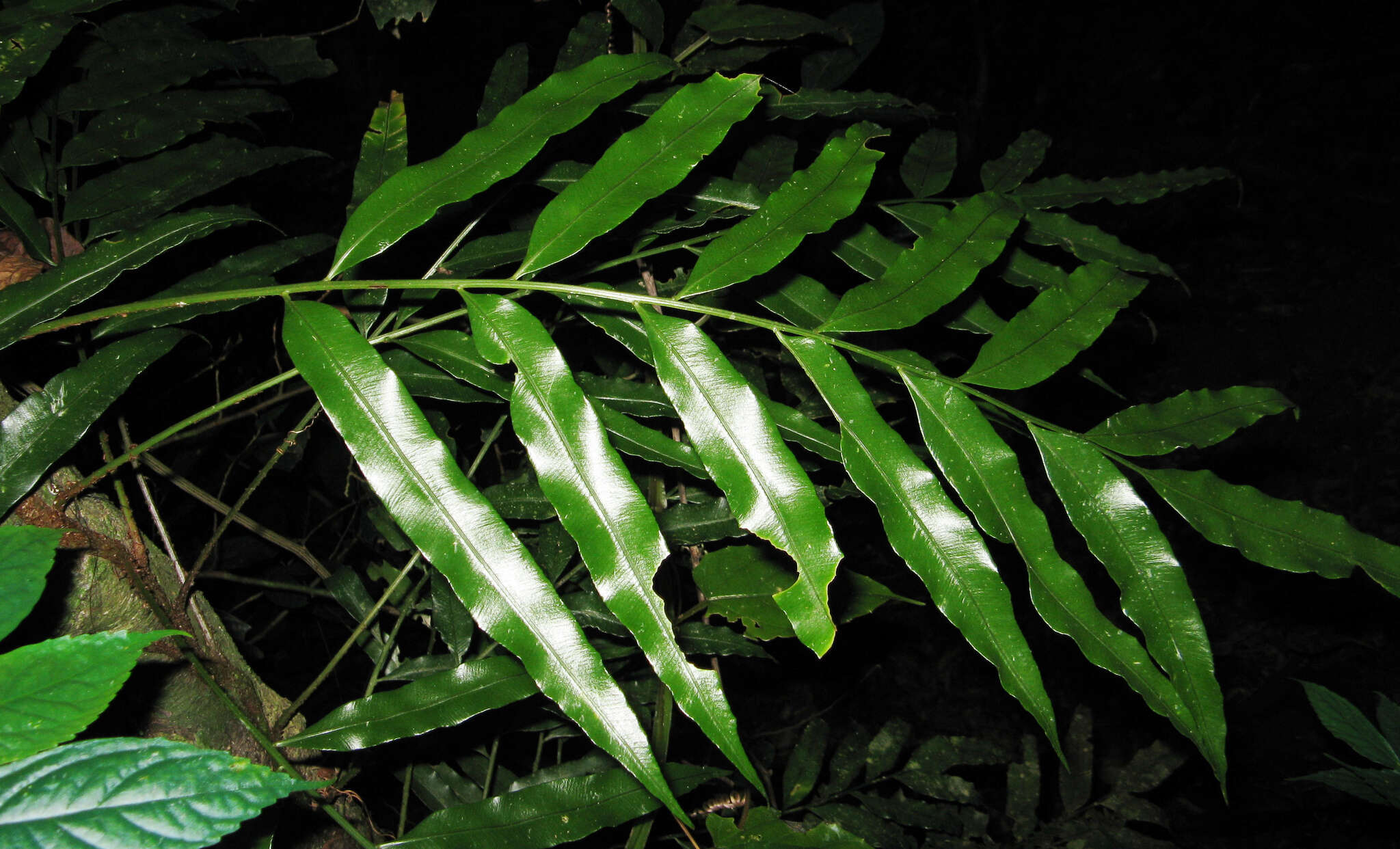 Image of Asplenium formosae Christ