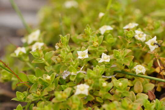 Imagem de Mitrasacme serpyllifolia R. Br.