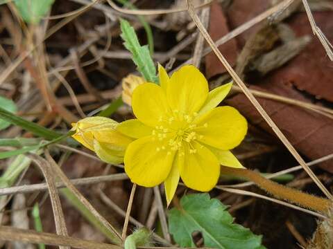 Image of Corchorus confusus Wild