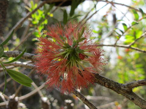 صورة Melaleuca hypericifolia Sm.