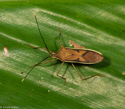 Image of Homoeocerus (Tliponius) limbatipennis (Stål 1860)