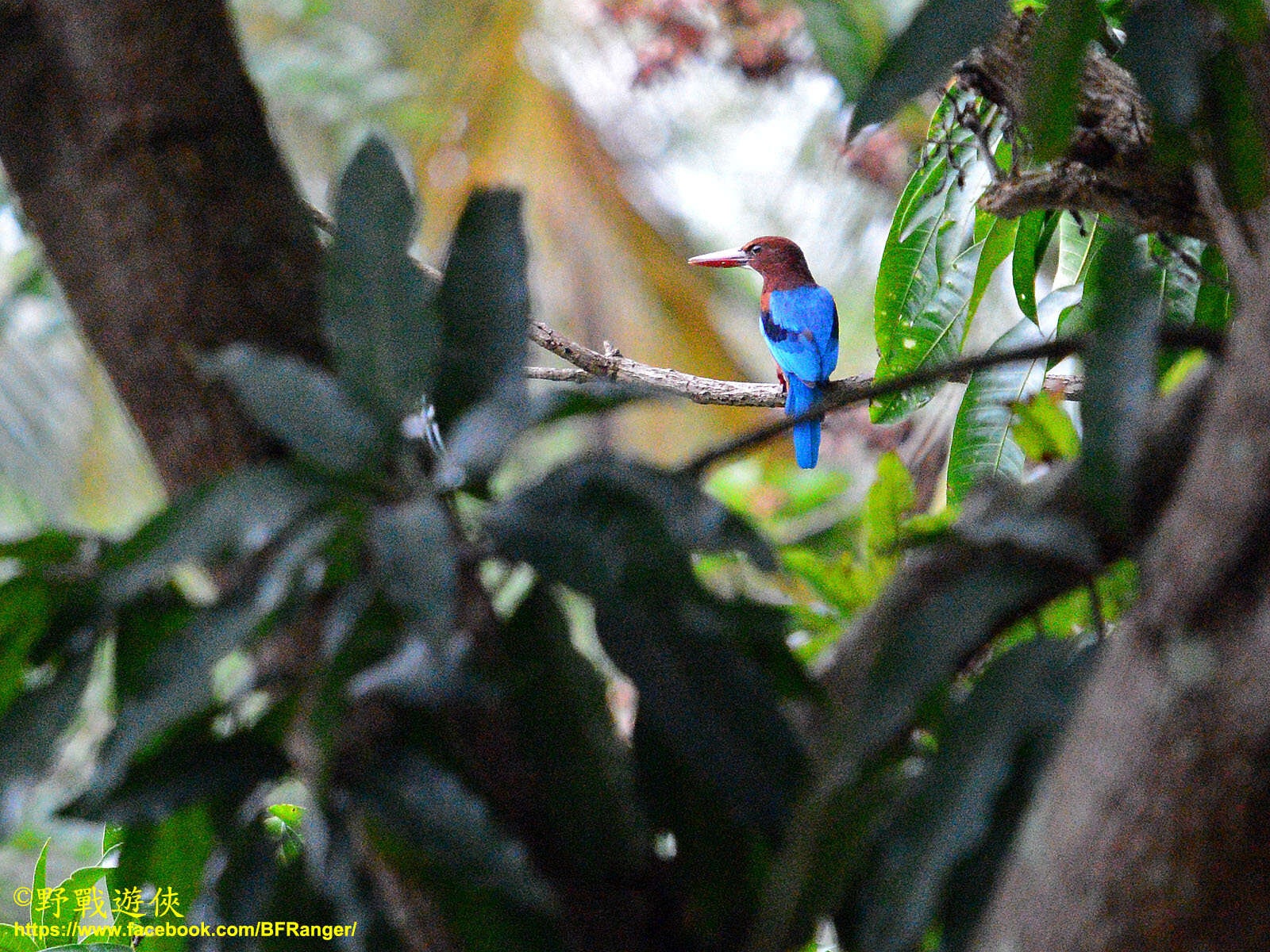 صورة Halcyon smyrnensis fusca (Boddaert 1783)