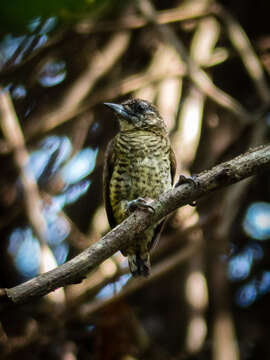 Image of Bar-breasted Piculet