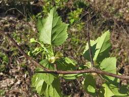 Imagem de Crataegus pruinosa var. gattingeri (Ashe) Lance